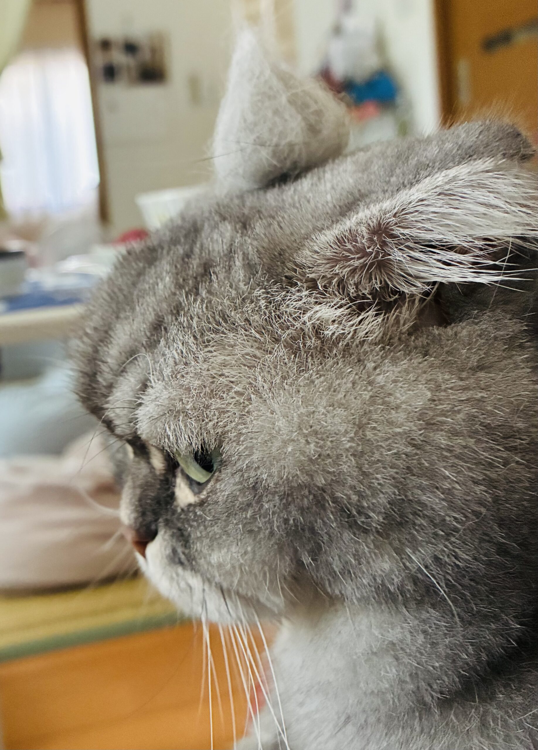猫の横顔